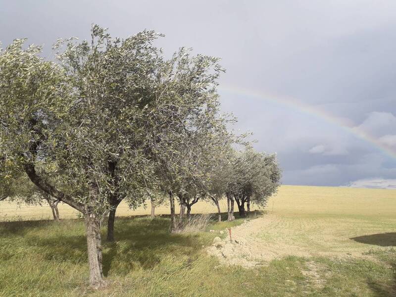 foto principale del terreno