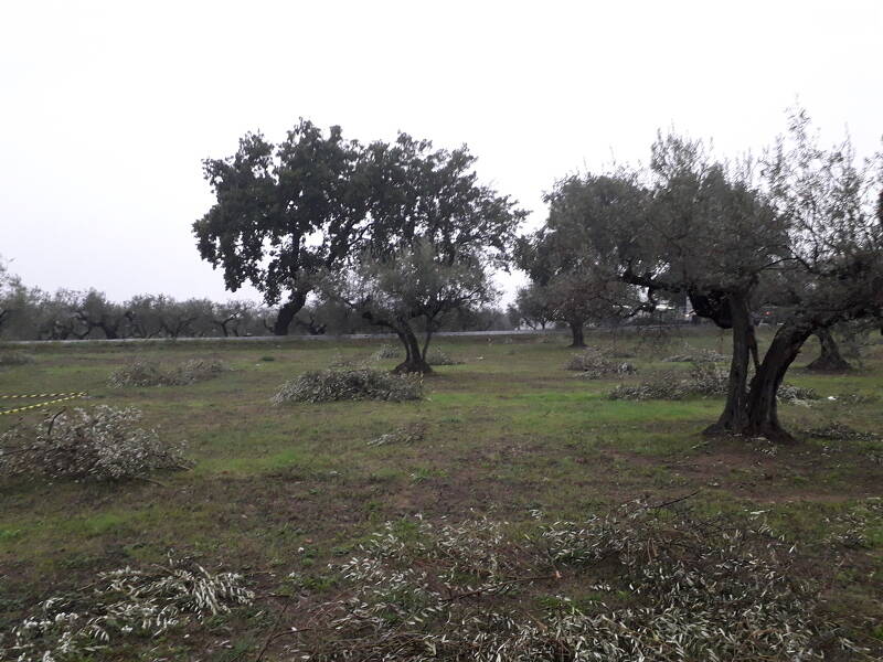 immagine annuncio 2 di 5
