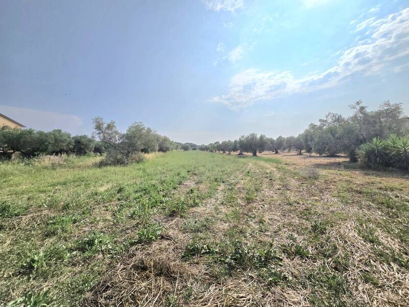 foto principale del terreno