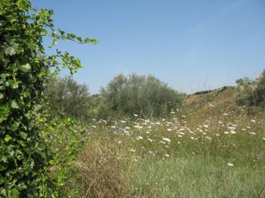 foto principale del terreno