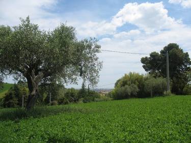 foto principale del terreno