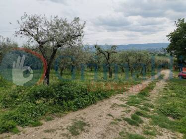 foto principale del terreno
