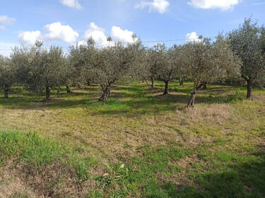 foto principale del terreno