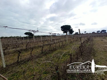 foto principale del terreno