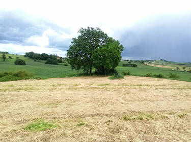 foto principale del terreno