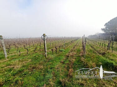 foto principale del terreno