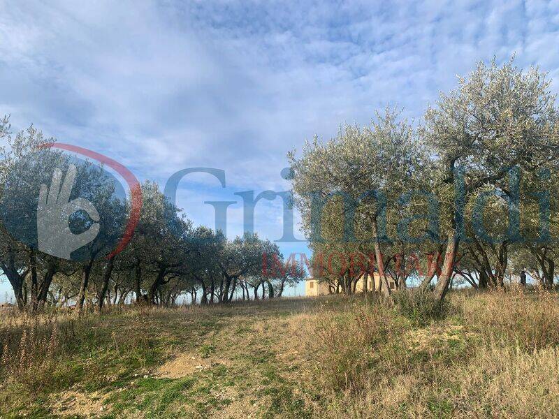 foto principale del terreno