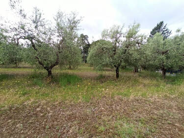 foto principale del terreno