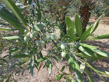 foto principale del terreno