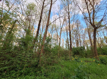 foto principale del terreno