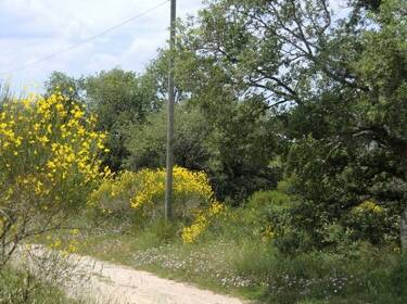 foto principale del terreno