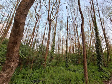 foto principale del terreno