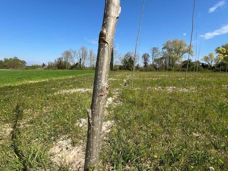 immagine annuncio 1 di 4