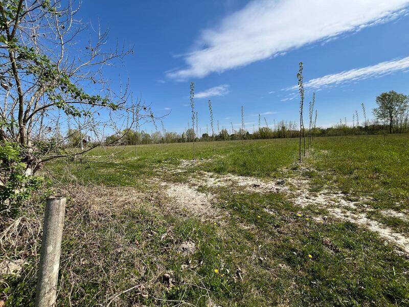 immagine annuncio 2 di 4