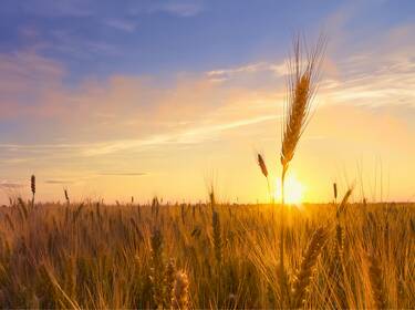 foto principale del terreno