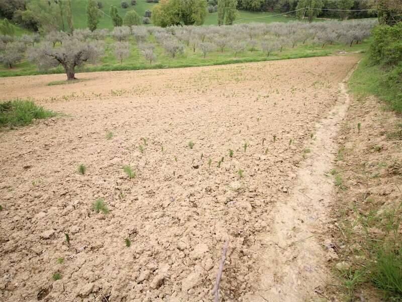 foto principale del terreno