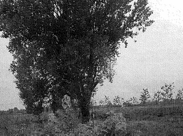 foto principale del terreno