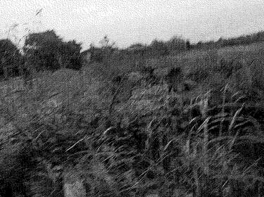 foto principale del terreno