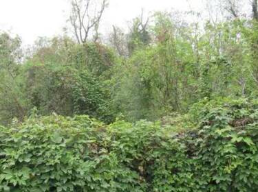 foto principale del terreno