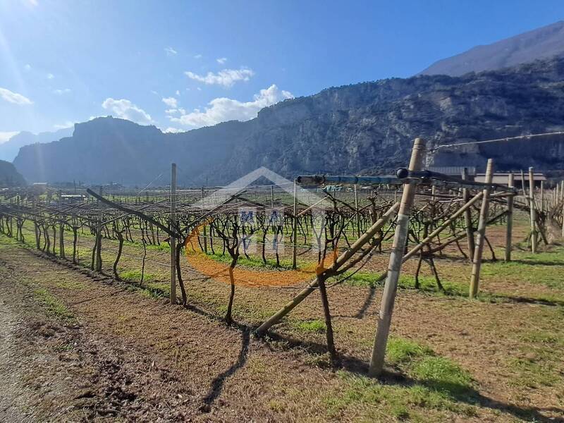 foto principale del terreno