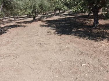 foto principale del terreno