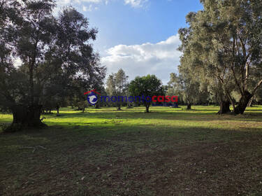 foto principale del terreno