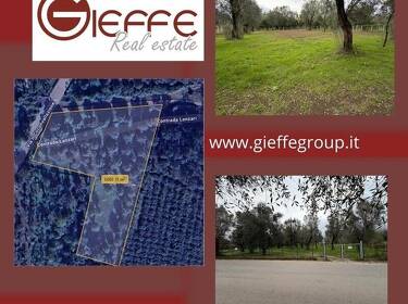 foto principale del terreno