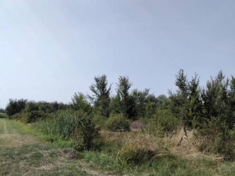 foto principale del terreno