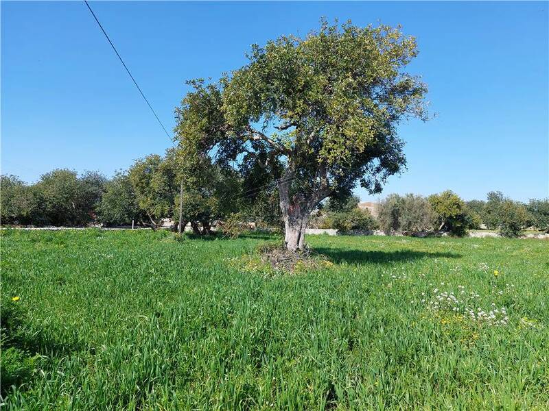 foto principale del terreno