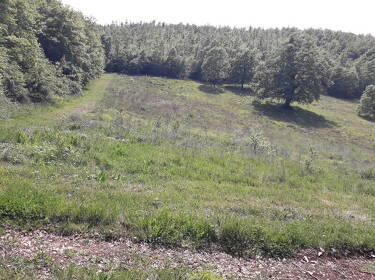 foto principale del terreno