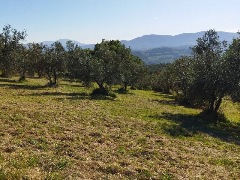foto principale del terreno