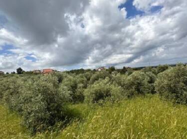 foto principale del terreno