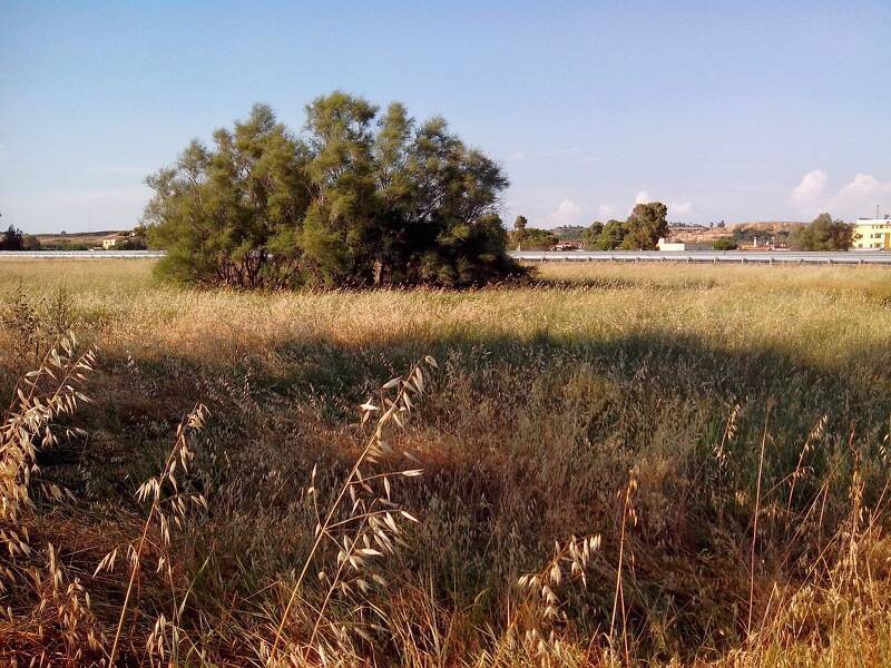 foto principale del terreno