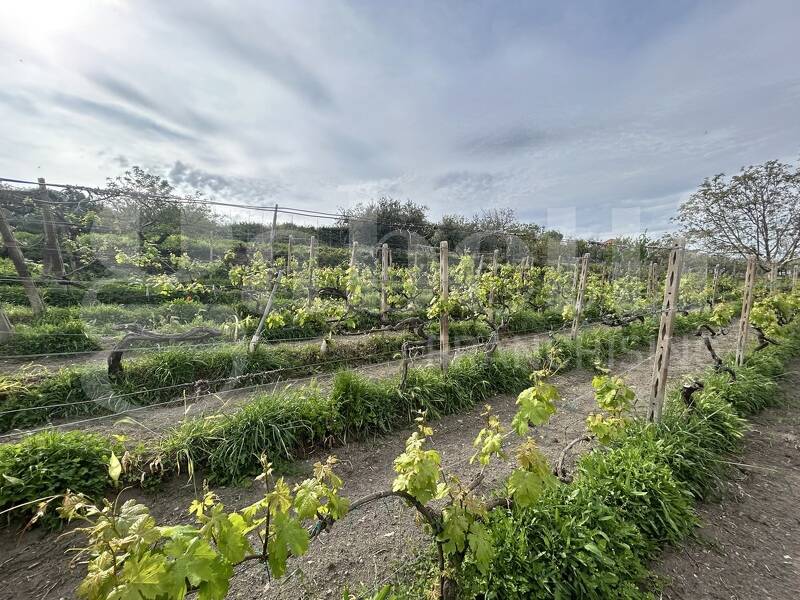 foto principale del terreno