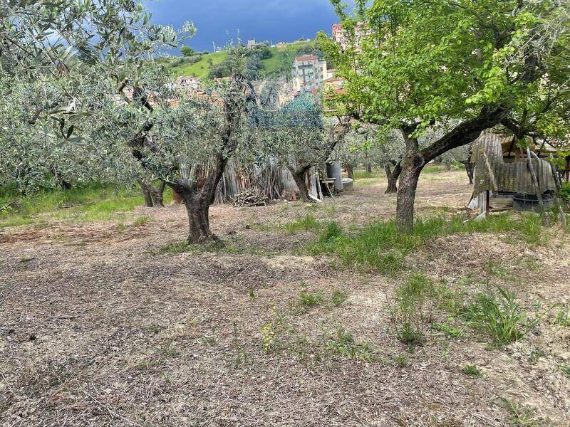 foto principale del terreno