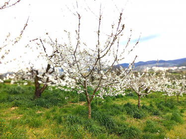 foto principale del terreno