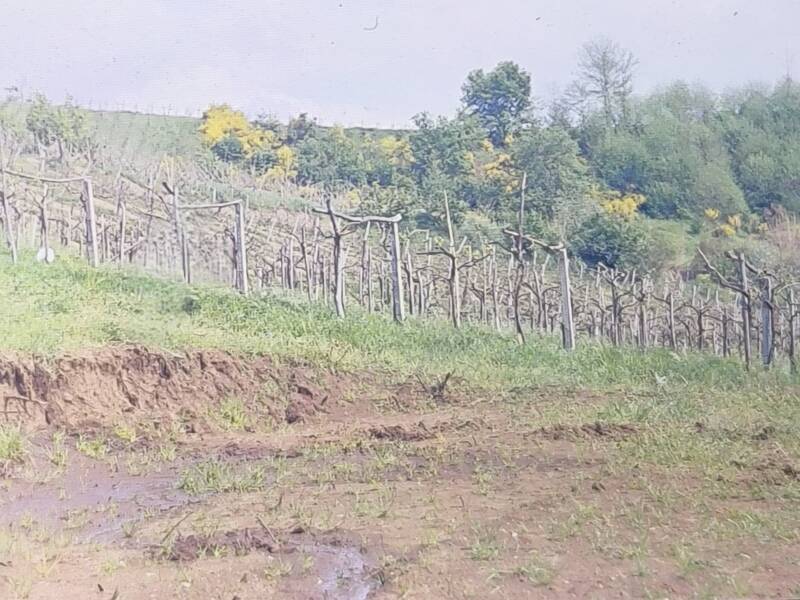 foto principale del terreno