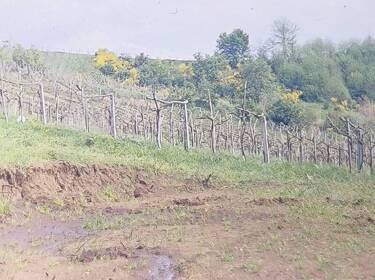 foto principale del terreno