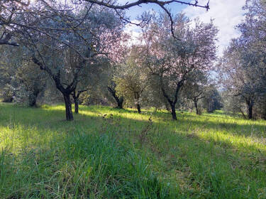 foto principale del terreno