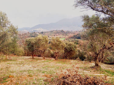 foto principale del terreno