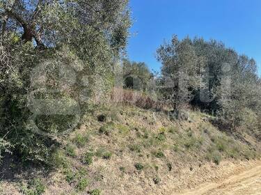 foto principale del terreno