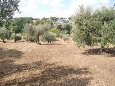 foto principale del terreno