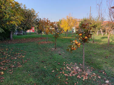 foto principale del terreno