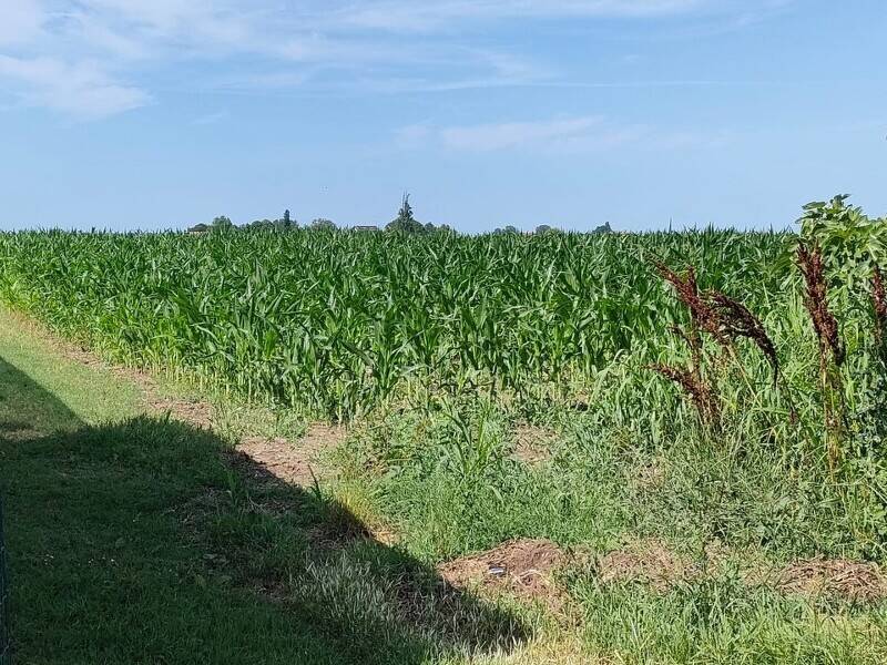 foto principale del terreno