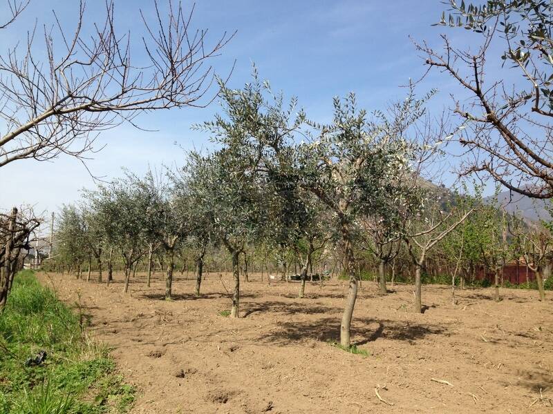 foto principale del terreno