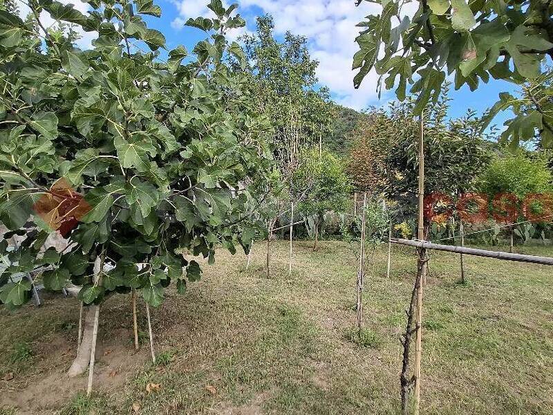 foto principale del terreno