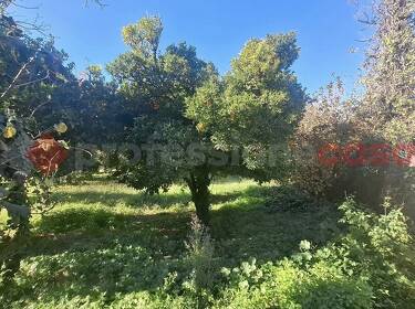 foto principale del terreno