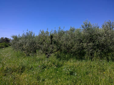 foto principale del terreno