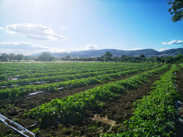 foto principale del terreno