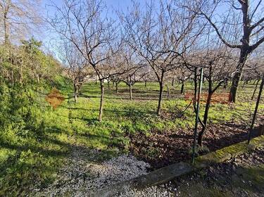 foto principale del terreno